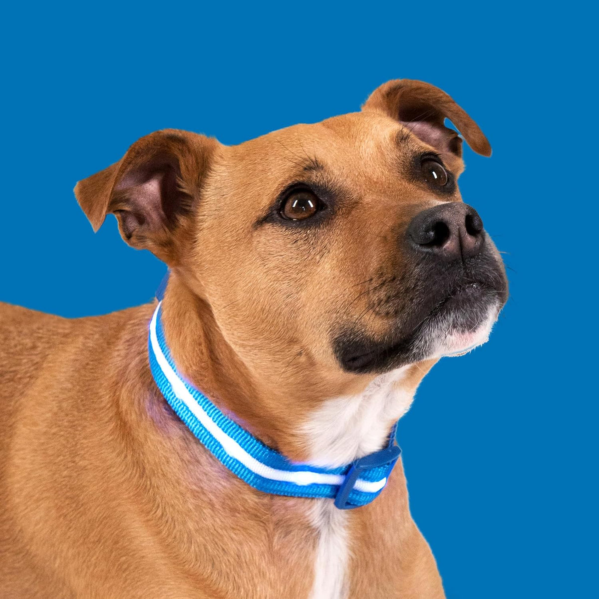 Illuminate Your Dog's Safety: Original USB Rechargeable LED Collar - Waterproof & 1,000 Feet Visibility for All Sizes - USA Made