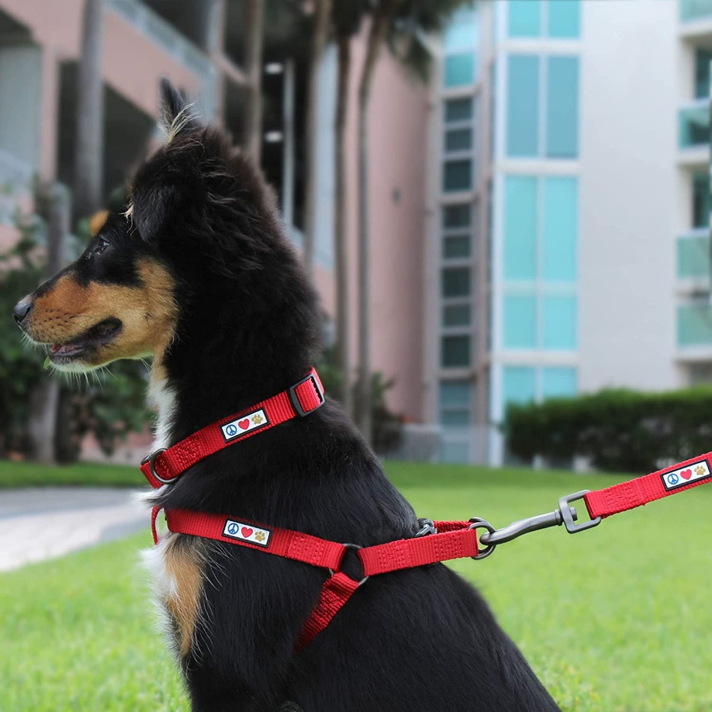 Custom Embroidered 6 Ft Green Nylon Dog Leash for Small Breeds - XS/S with Name and Phone Number
